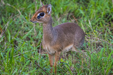 Dik Dik in the Serengeti, Tanzania