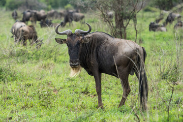Obraz premium Wildebeest in the Serengeti, Tanzania