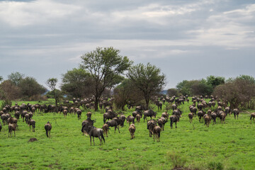 Wildebeest herd / migration, Serengeti, Tanzania