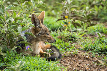 Black-backed jackal baby, Serengeti, Tanzania