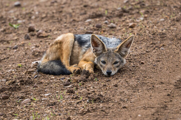 Black-backed jackal baby, Serengeti, Tanzania