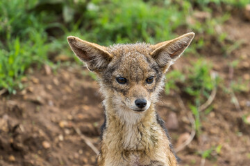 Black-backed jackal baby, Serengeti, Tanzania