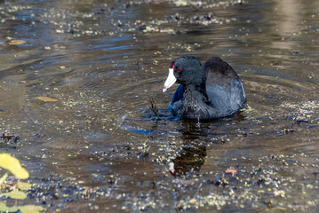 American Coot Eating Pond Vegetation at Orlando Wetlands 