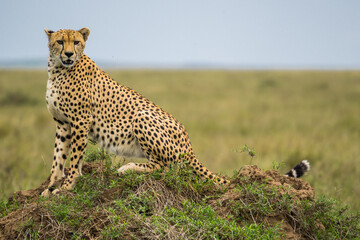 Cheetah in the Serengeti, Tanzania © Nadine Wagner