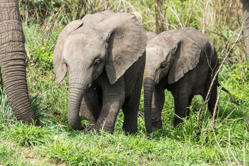 Fototapeta premium Baby elephant, Serengeti, Tanzania