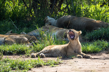 Yawning female lion, Serengeti, Tanzania