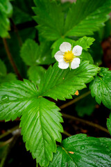 selective focus of a wild strawberry flower (Fragaria vesca) with blurred background