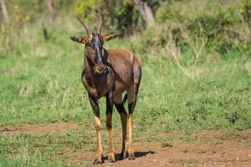 Topi in the Serengeti, Tanzania