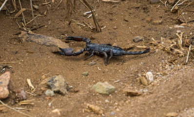 Scorpion in the Serengeti, Tanzania