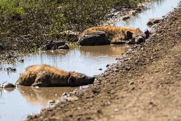Hyenas in the mud, Serengeti, Tanzania