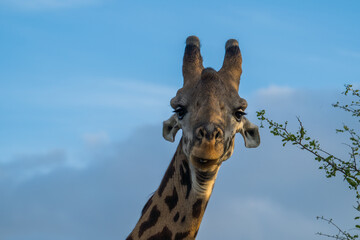 Giraffe in the sunrise, Tarangire National Park, Tanzania