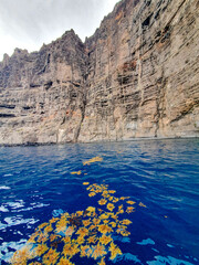 Teneriffa, Spanien: Gelbe Blätter im Wasser vor den Los Gigantes Felsen