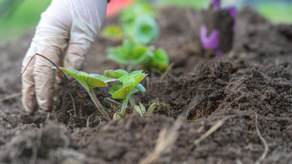 Hand planting strawberries, strawberry seedlings close-up, strawberry rejuvenation, spring...