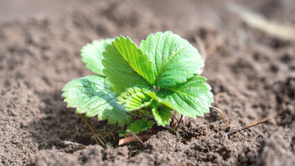One young strawberry bush close-up planted new place, concept of summer cottage vegetable garden...