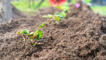 Young bushes of remontants strawberries planted in new beds in the country, gardening concept. Transplanting strawberry bushes in the vegetable garden.