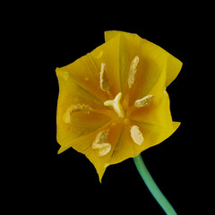 tulip flower stand in a vase