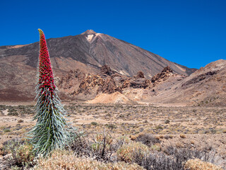 Teneriffa, Spanien: Eine rote Diamant-Natternkopf-Pflanze vor dem El Teide Vulkan und den Roques de...