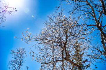 tree branches against blue sky