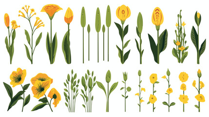 Plantain medical botanical isolated illustration. P - obrazy, fototapety, plakaty