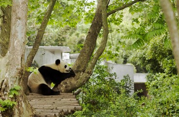 giant panda eating bamboo, bamboo forest, wildlife, Asia, zoo, spring, summer, outdoor, nature,  rare animal, plant, cute, clumsy - obrazy, fototapety, plakaty