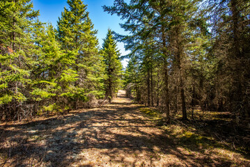 footpath in the forest