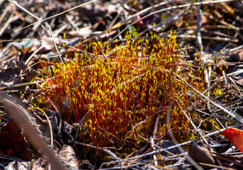 close up of tortula moss sporophyte