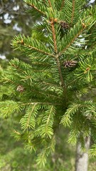 Grüner Zweig eines Weihnachtsbaums aus nächster Nähe
