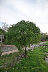 a tree by the stream
