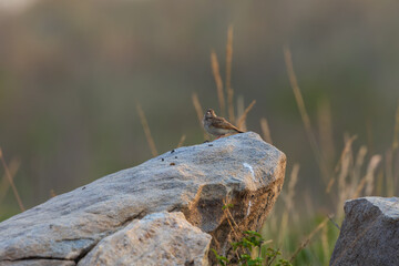 Indian bush lark (Mirafra erythroptera) or 