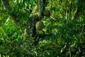 Durian fruit on a tree in the forest