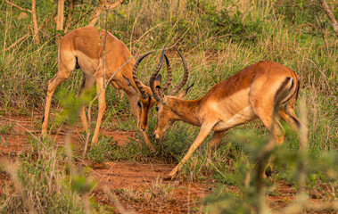 impala in the fight