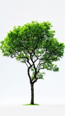 Vibrant Green Tree: Nature's Beauty Against a Serene White Backdrop