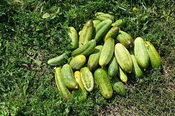 a bunch of harvested ripe cucumbers