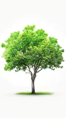 Fotobehang Vibrant Green Tree: Nature's Beauty Against a Serene White Backdrop  © FU
