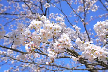 Cherry Blossom at Yukyuzan Park,　Nagaoka City, Niigata, Japan 