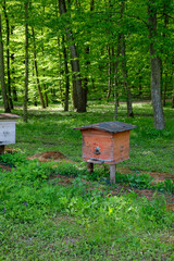 Fototapeta premium Wooden hive. Forest apiary. Ecology honey. Sunlight.