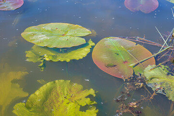 Freshwater algae background. Blur under water. Ecosystem.