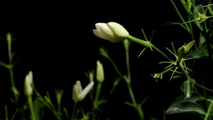 Time-lapse video of white Jasmine flowers blooming