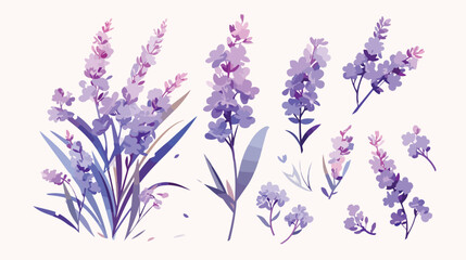 Purple lavender or lavandula with stem and leaves i