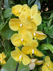 Fototapeta premium Image of yellow plastic flowers with green leaves in the background.