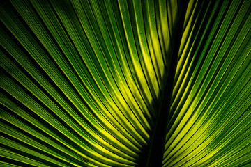 green natural background palm leaf close-up. Sunlight on a palm leaf.