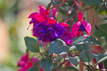purple fuchsia flowers close-up. A blossoming fuchsia branch in the garden