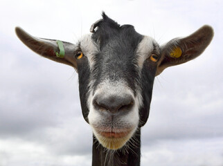 Close up of the head of a black and white pet goat