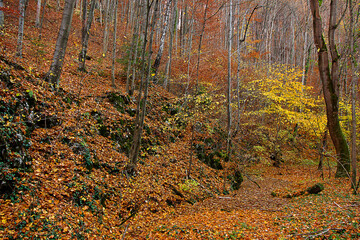 an autumn landscape. View of an autumn forest with yellow leaves