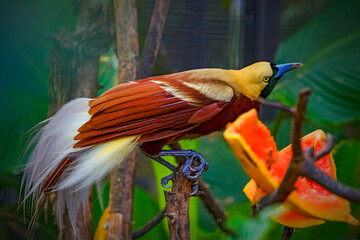 Beautiful bird of paradise on branch, Cendrawasih bird