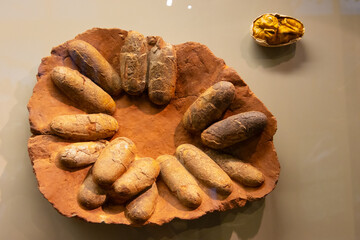 eggs of dinosaurs, oviraptor, 