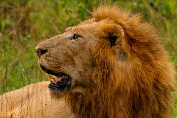 lion in the krugger park, South Africa