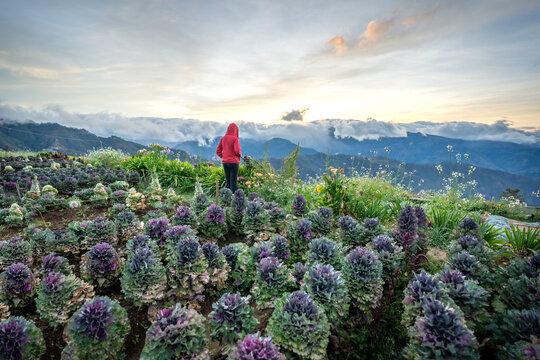 Scenic of flower farm at Atok, Benguet in the mountain province of the Philippines