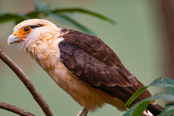 Yellow-headed Caracara, 
