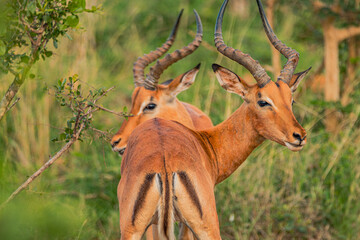 impala in the savannah